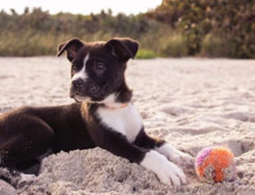 October is Adopt-A-Dog Month!