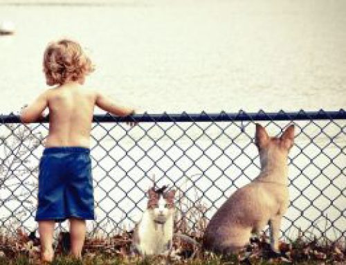 Importance of the Family Pet
