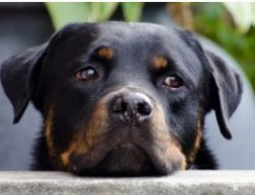 Pet Hydration Awareness Month
